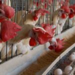 poultry-abuja