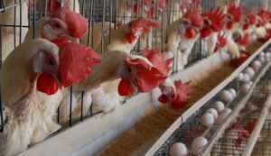 poultry-abuja