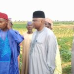 Kebbi farmers harvest 150,000 tonnes post-flood
