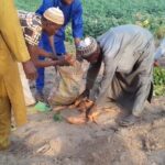 Kebbi farmers harvest 150,000 tonnes post-flood