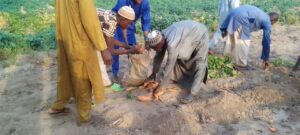 Kebbi farmers harvest 150,000 tonnes post-flood