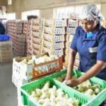 Amo-Farm-Sieberer-Hatchery-Limited-510×340