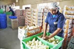 Amo-Farm-Sieberer-Hatchery-Limited-510×340