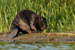 Beavers