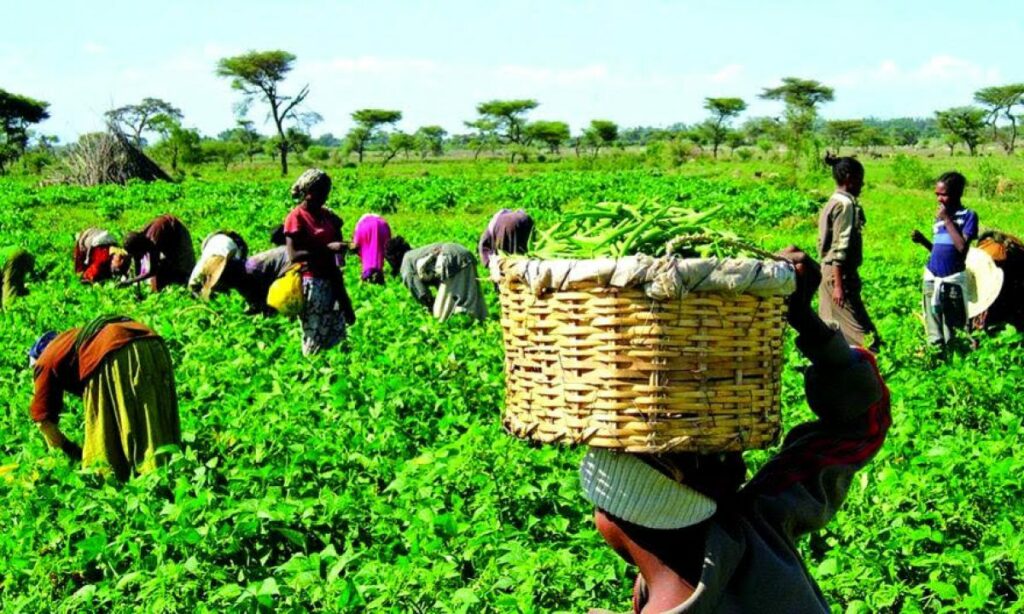 farmers