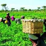 farmers