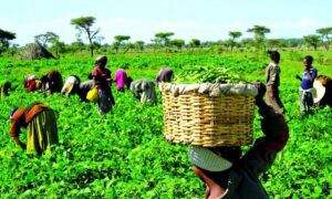 farmers