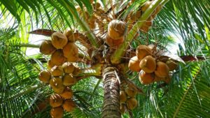 Lagos-Coconut-tree-1062×598