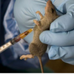 Lassa-Fever-960×571