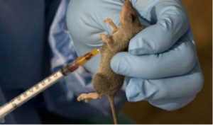 Lassa-Fever-960×571