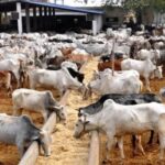 Livestock-