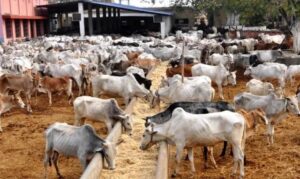 Livestock-