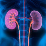 kidneys
