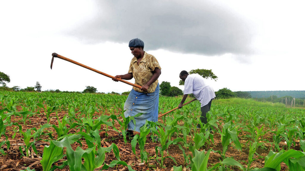 peasant_farming