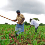 peasant_farming