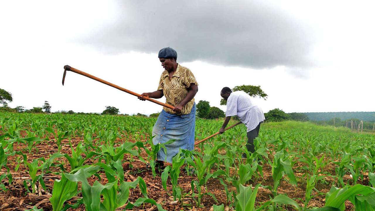 peasant_farming