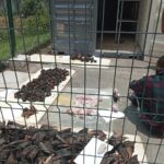 Wildlife trafficker caught with bird heads, chimpanzee parts in Cross River