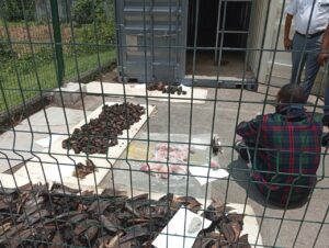 Wildlife trafficker caught with bird heads, chimpanzee parts in Cross River