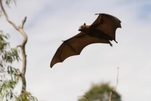 Migratory bat