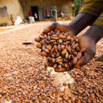 Nigeria-Cocoa