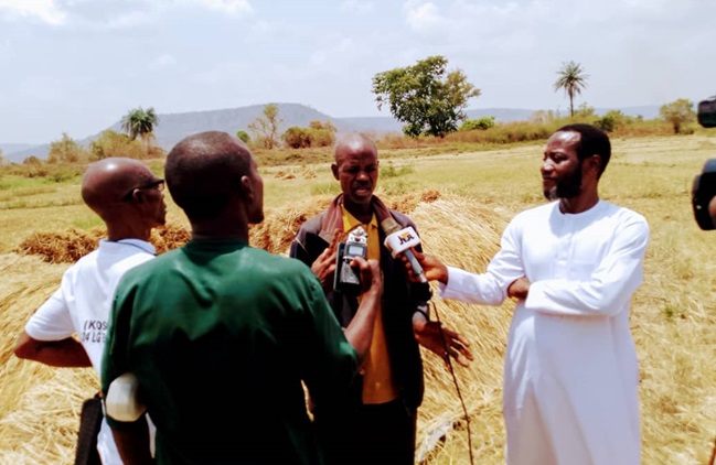 VCDP-Farmers-Reap-Bumper-Dry-Season-Rice-Harvest-in-Kogi-2