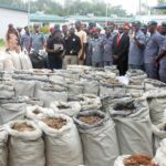 Customs nabs Chinese wildlife trafficker with 9,493kg of pangolin