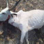 One of the poisoned cows