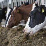 Minister orders detention of uncertified imported animals