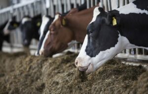 Minister orders detention of uncertified imported animals