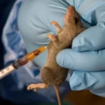 lassa-fever-KOKOTV.NG_-e1678797133904-650×650