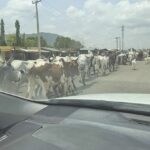 Fulani herdsmen