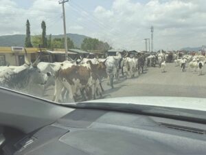 Fulani herdsmen