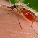 Malaria