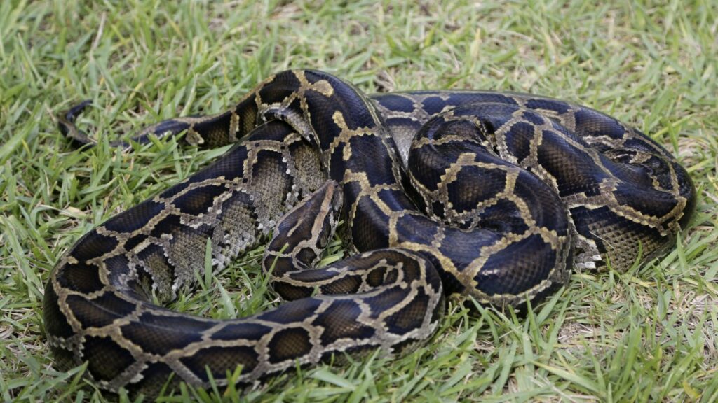 Python