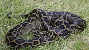 Python