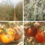 Tuta-Absoluta-virus-hits-tomato-farms-636×465