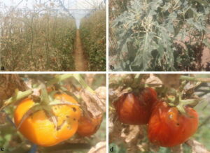 Tuta-Absoluta-virus-hits-tomato-farms-636×465