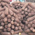 Yam