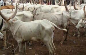 livestock-2