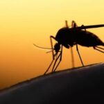 malaria_5