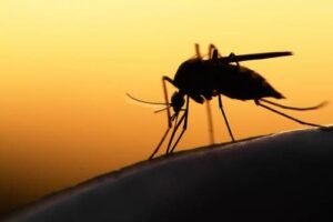 malaria_5