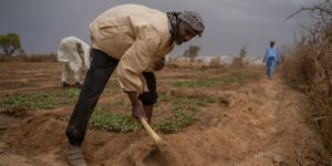 2022_0428_CAMEROON_Bogo-site_Garden_Credits-to-Irene-Galera-016-e1657722446318-700×350