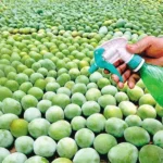 Chemically-Ripened-Fruits-Worry-Kashmiri-Families
