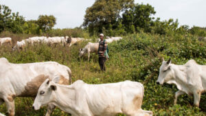 OPEN-GRAZING-1024×576