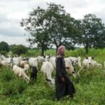 herders-2-667×400