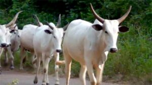 open-grazing