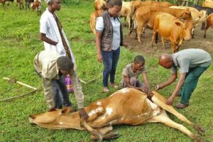 Cattle-vaccination