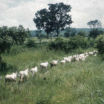 Cattle file through still green savanna on way to Lagos, Bosso