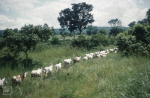 Cattle file through still green savanna on way to Lagos, Bosso