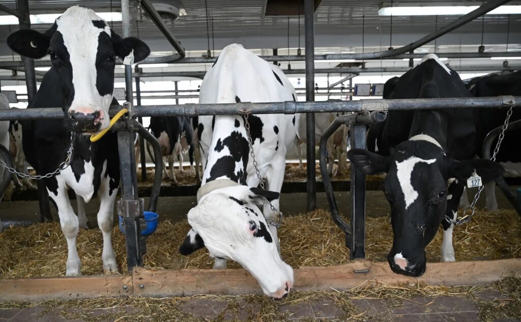 Cow